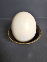 Blown Ostrich Egg in Pottery Bowl