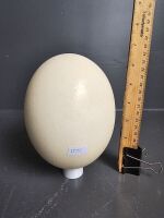 Blown Ostrich Egg in Pottery Bowl - 3