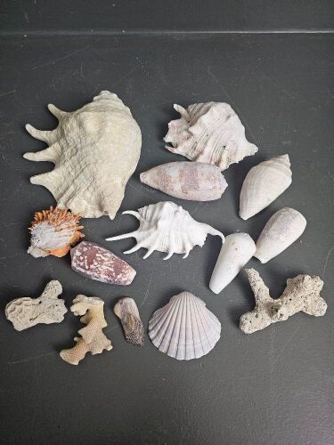 Collection of Sea Shells