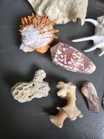 Collection of Sea Shells - 2