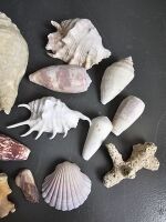 Collection of Sea Shells - 3