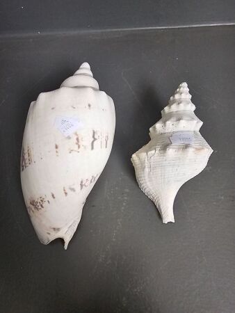 Two Sea Shells