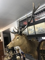 Vintage Mounted 6 Pointer Deer Head