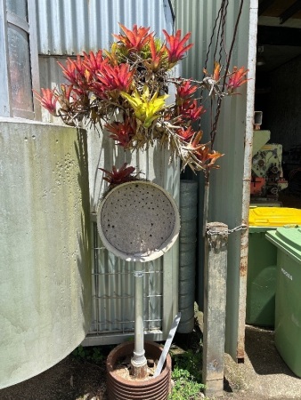 Steel sculpture and bromeliads 