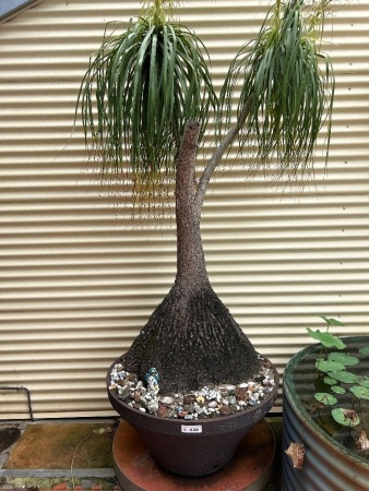 Steel crusher cone pot with mature Pony Tail Palm