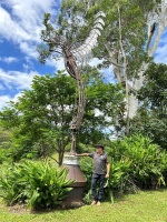 Tall hand-forged steel -Pegasus- sculpture 