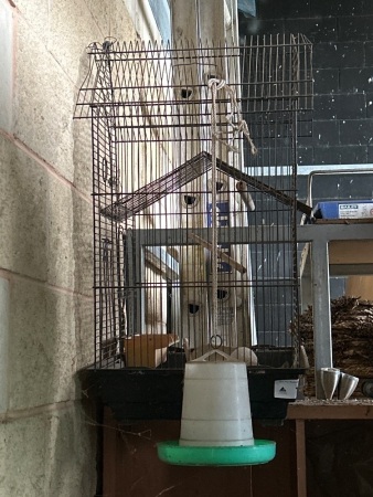 Wire bird cage and feeder