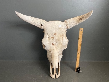 Bullock skull