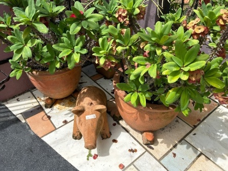 Mixed terracotta lot and plants