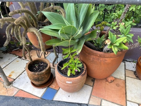 Mixed terracota pots and plants