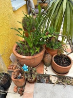 Mixed terracota pots and plants