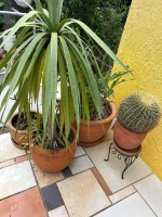 Mixed terracota pots and plants - 2