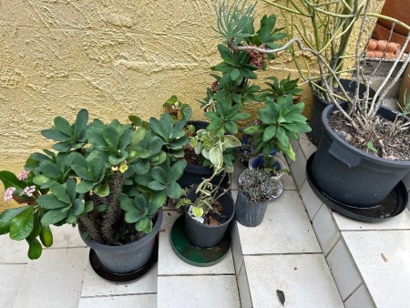 Assortment of potted plants