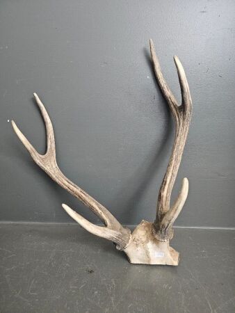 Pair of Deer Antlers