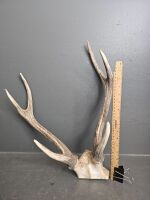 Pair of Deer Antlers - 2