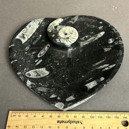 Serving Platter made from 400 Million year old Fossil filled marble from Morocco
