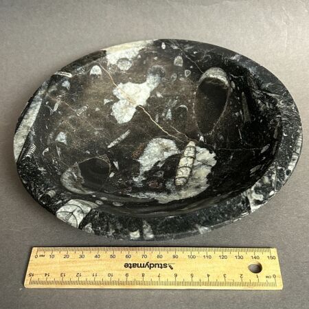 Salad Bowl made from 400 Million year old Fossil filled marble from Morocco