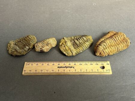 Four 450 Million year old Ordovician age TRILOBITE Fossils from Morocco