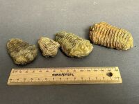 Four 450 Million year old Ordovician age TRILOBITE Fossils from Morocco - 2