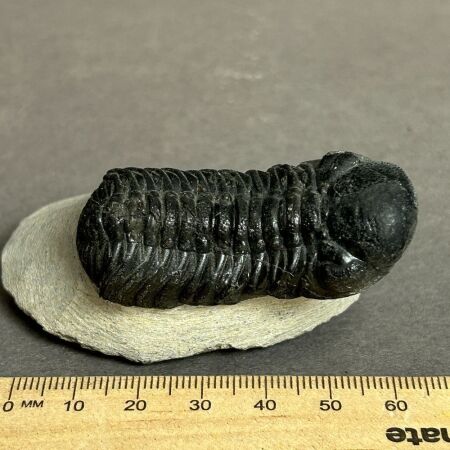 Nearly 400 Million year old Devonian age TRILOBITE Fossil from Morocco