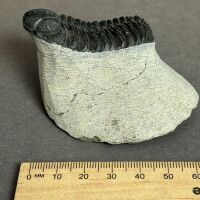 Nearly 400 Million year old Devonian age TRILOBITE Fossil from Morocco - 2