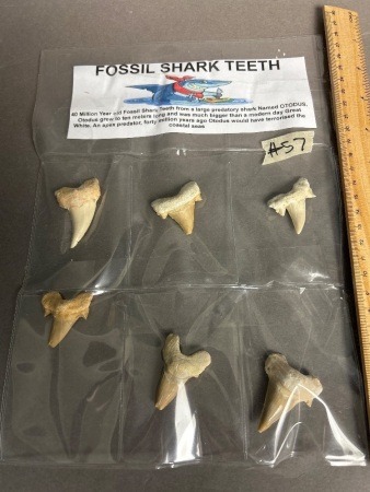 Six Huge 40 million year old fossil shark teeth from Morocco