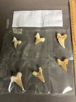 Six Huge 40 million year old fossil shark teeth from Morocco - 2