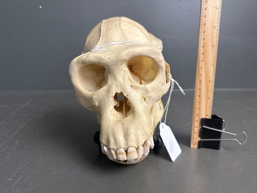 Chimpanzee skull previously used in a laboratory