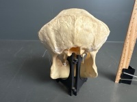 Chimpanzee skull previously used in a laboratory - 3