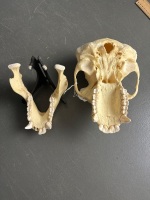 Chimpanzee skull previously used in a laboratory - 5