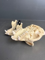 Chimpanzee skull previously used in a laboratory - 6