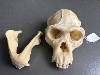 Chimpanzee skull previously used in a laboratory - 8