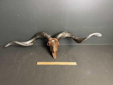 Ram horns (painted) fitted to metal head