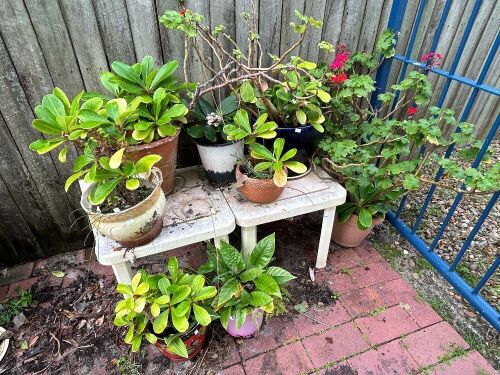 Various lot of glazed pottery and terracotta pots with plants