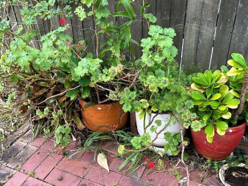 Various lot of large pots and plants