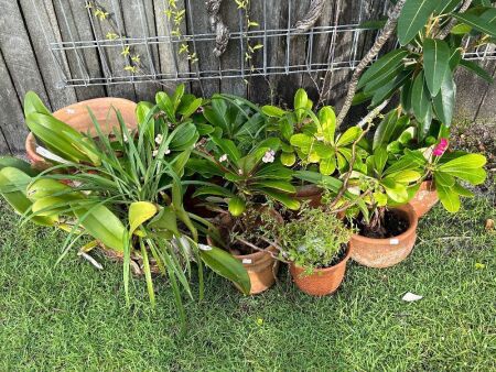 Lot of terracotta pots and plants