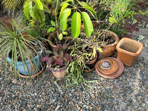 Mixed lot of terracotta pots with plants