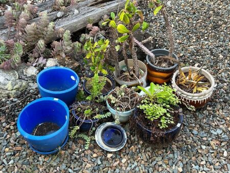 Assorted glazed pots + 2 composite and plants