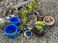 Assorted glazed pots + 2 composite and plants