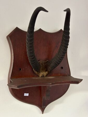 Mounted Springbok antlers