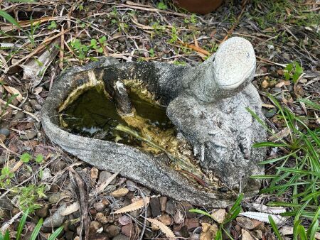 Concrete goanna bird bath