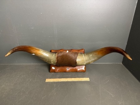 Vintage Mounted Cow Horns