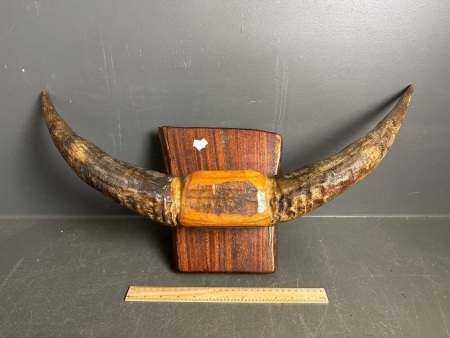 Water buffalo horns on timber mount