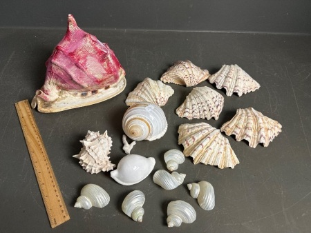 Assorted Decorative Shells