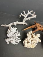 Collection of Decorative Coral - 2