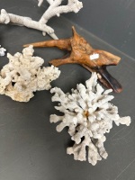 Collection of Decorative Coral - 3