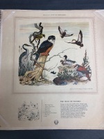 Shell Butterflies & Moths Project Album & Discover Australin Birds Prints Folio - Both Complete - 4