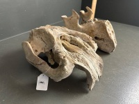 Large Dugong skull - 2