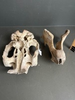 Large Dugong skull - 4