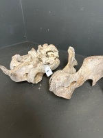 Large Dugong skull - 5